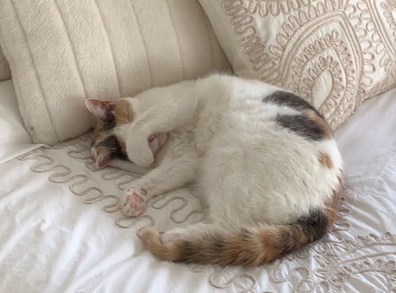 ソフィーアイカバーリング