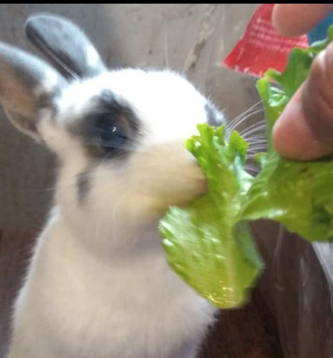 crematorio de mascotas conejo