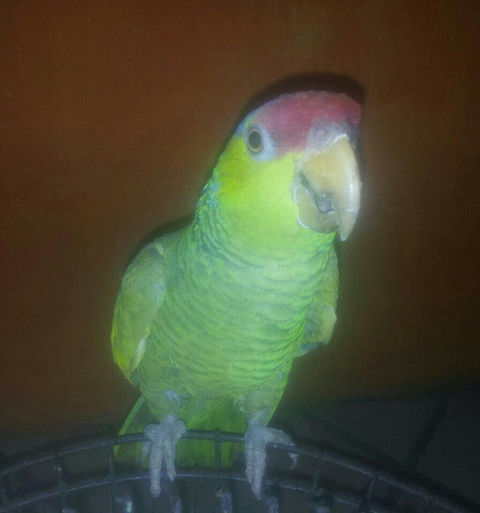 crematorio de mascotas aves