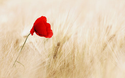 realworkhard-flower-100263.jpg