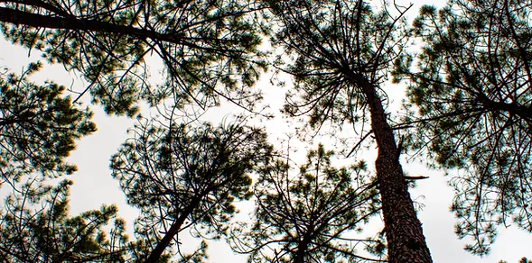 Achat Forêt, propriétés forestières et forêts à vendre dans les Landes