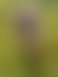 Schlammverschmierter Hund im Wald vor der Reinigung mit mobilem Druckreiniger