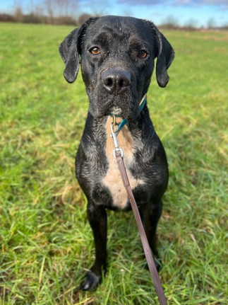 Dreckiger Hund nach dem Spaziergang im Matsch – idealer Einsatz für den Kärcher OC3