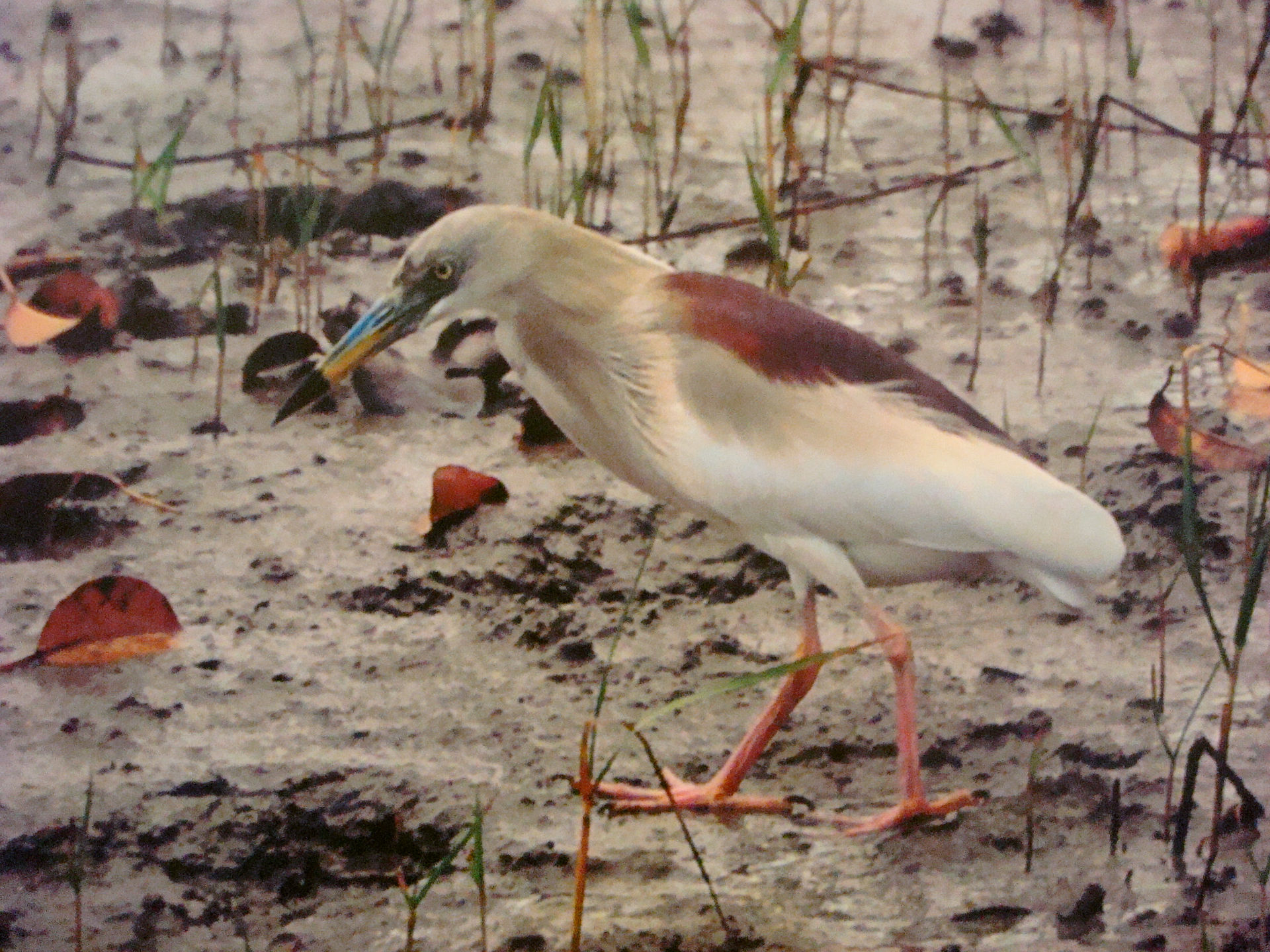  Indian Pond Heron