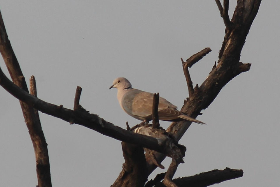 Eurasian Collared Dove