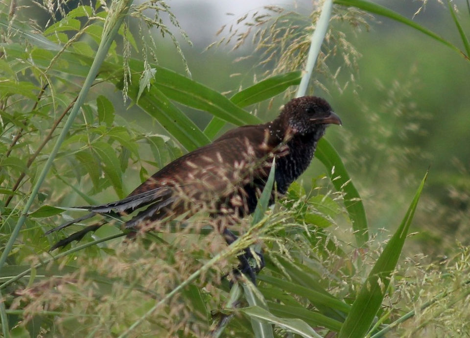 Greater Coucal (Juvenile)