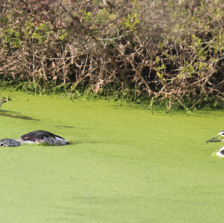 Knob - billed Duck