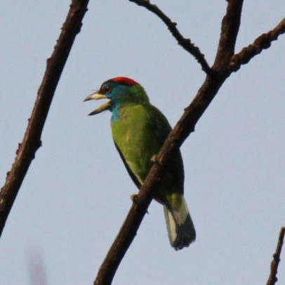 Barbets : Kaleidoscope of nature