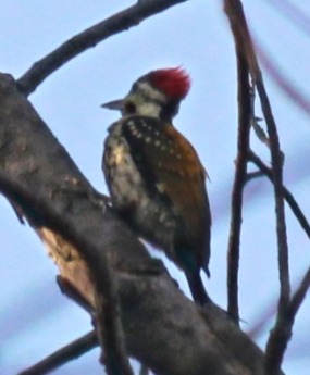 Perched on tree