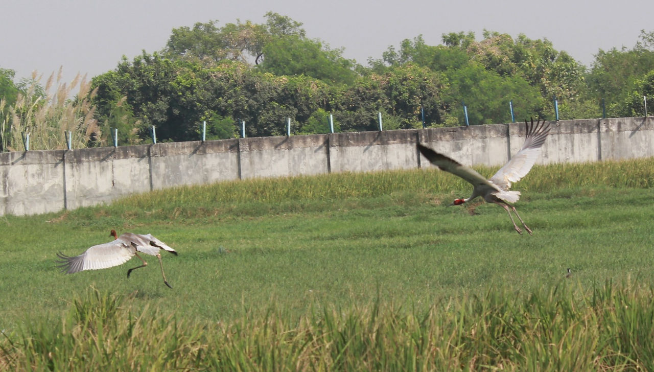Sarus pair in flight