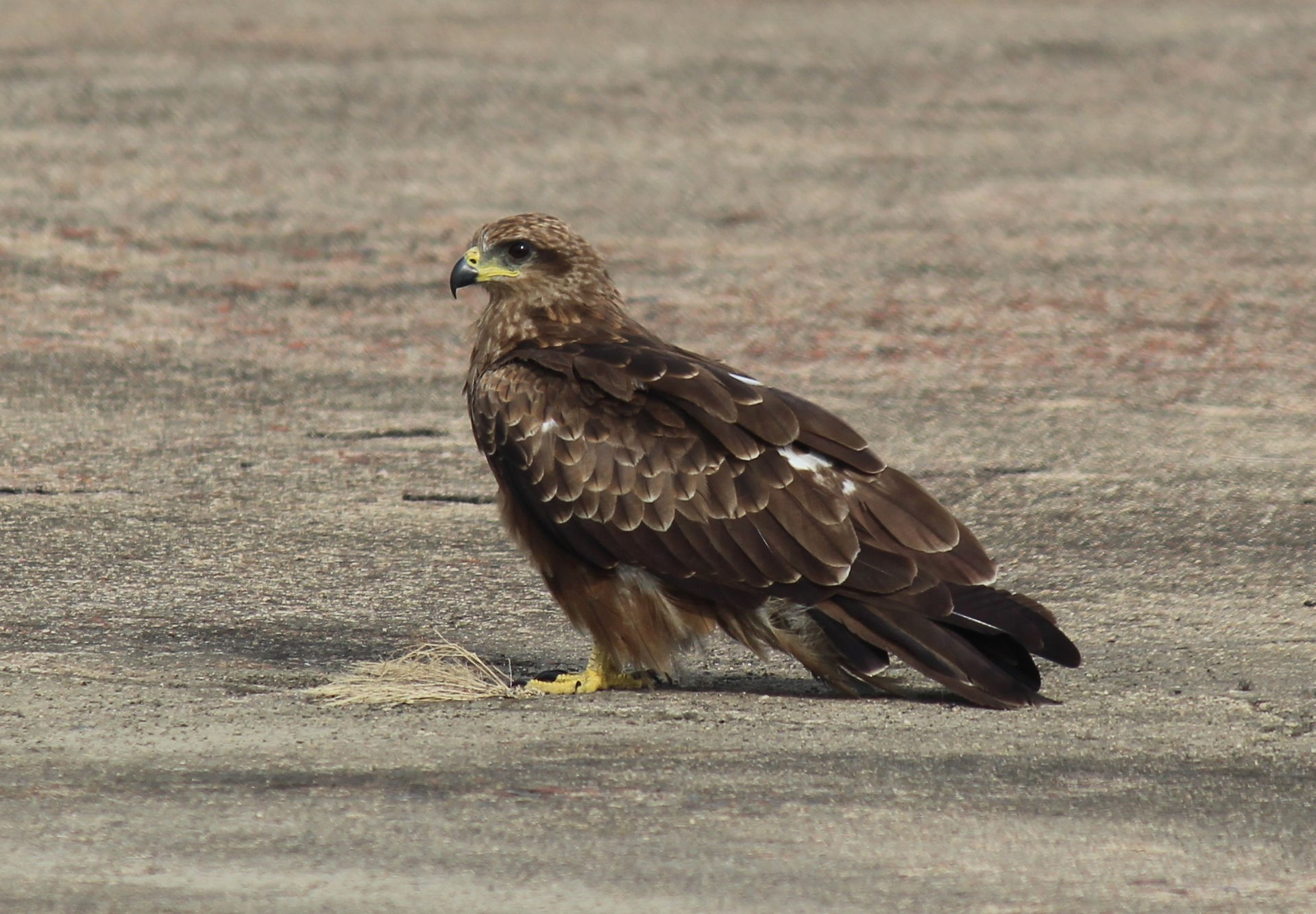 Looking for Food / Prey