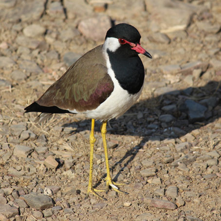 Lapwings - one of the most agile wading birds