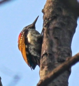 Long , pointed Bills