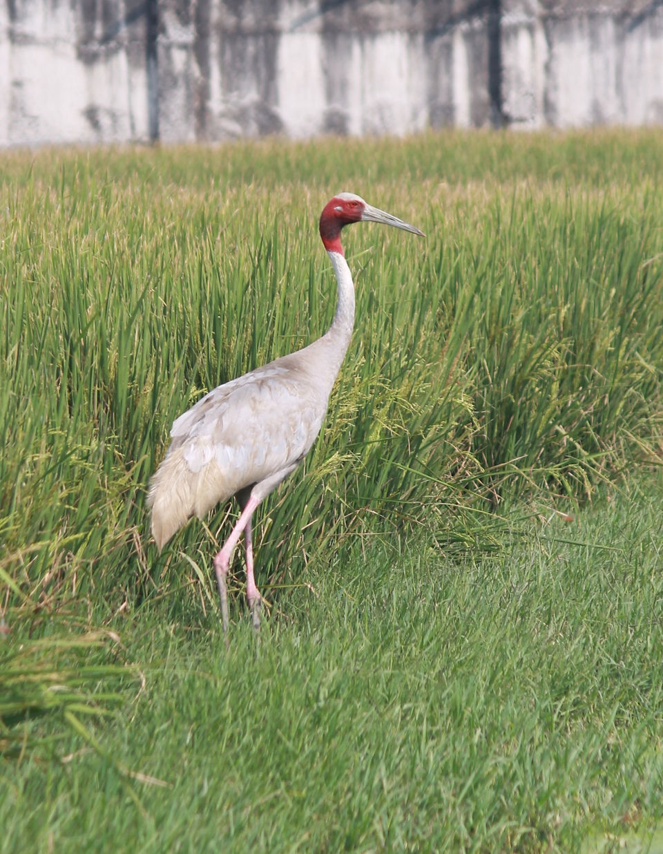 walking in paddy field