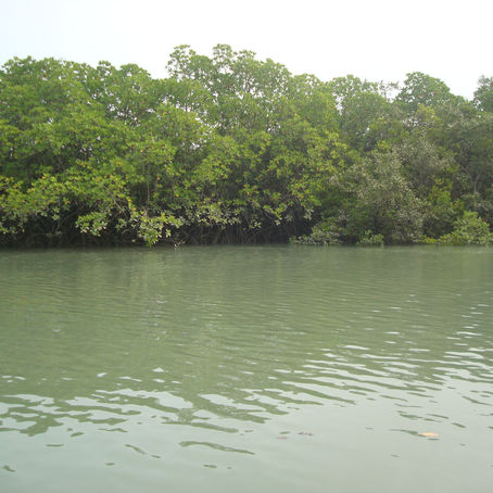 Mangroves – The Sentinel of Environment