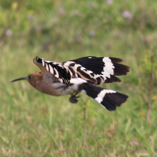 Common Hoopoe In Flight