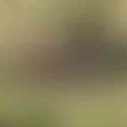 Pecking the ground for Insects