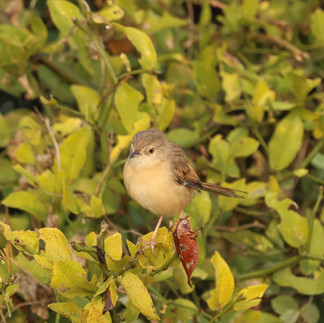 Plain Prinia