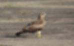 Juvenile Black Kite