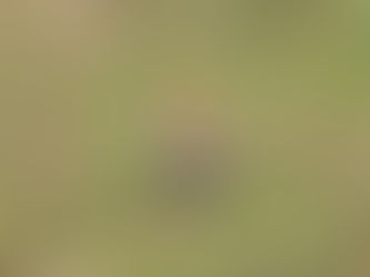 Common Hoopoe : An Agile & Colourful Bird