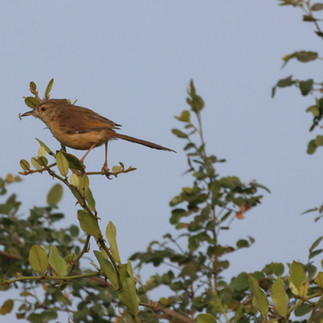 Plain Prinia