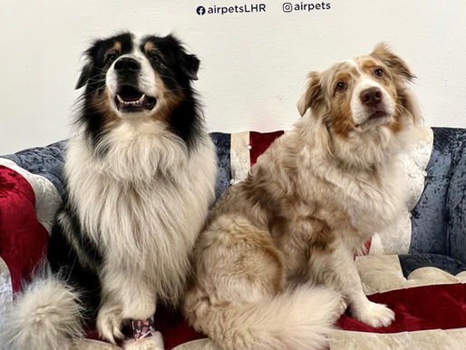 Not Every Dog Needs to Be “Everything, Everywhere, All at Once”