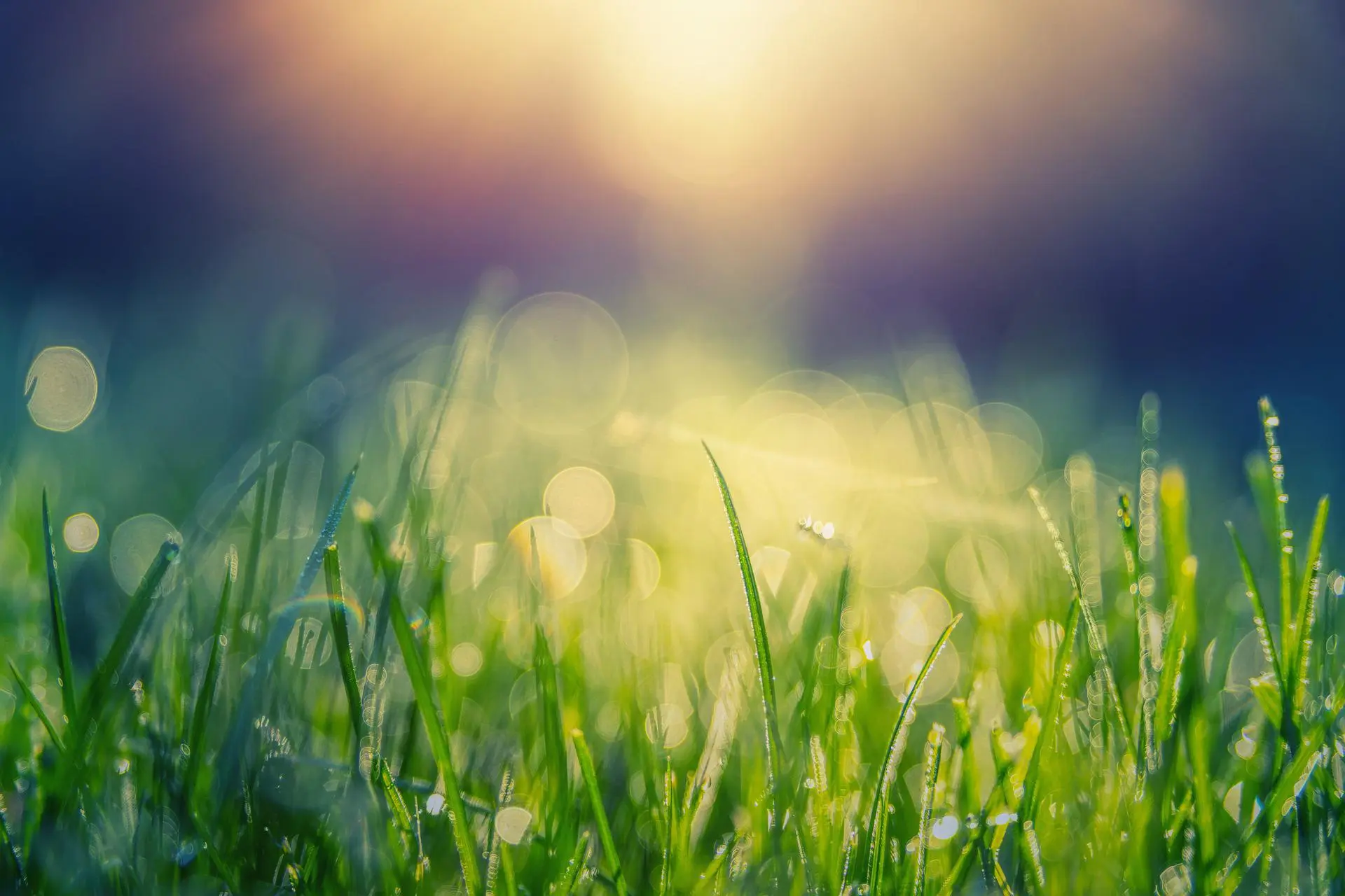 Sonneneinfall auf Wiese mit Morgentau