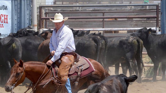 Tim Horn Cutting Horses