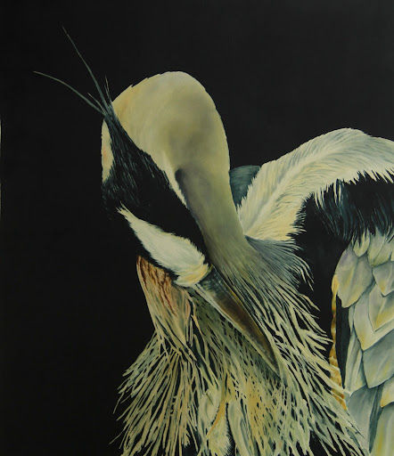 Preening Heron
