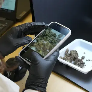 What’s REALLY in Your Stash? Changes to THC Potency Testing and Tax