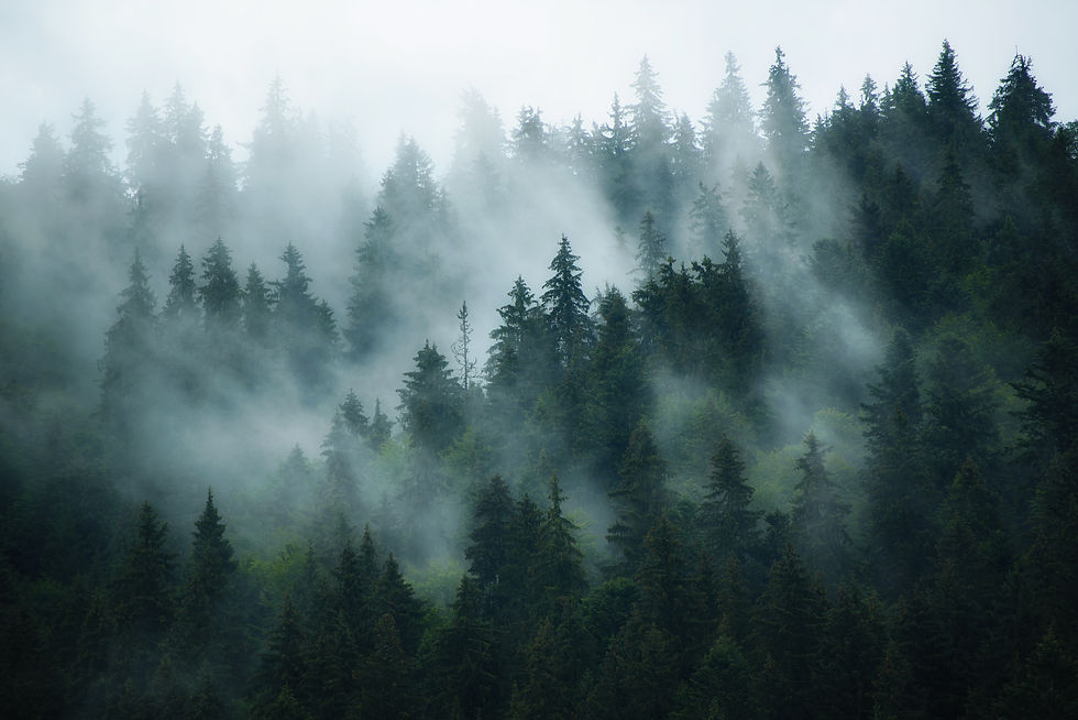 Misty landscape with fir forest in hipster vintage retro style.jpg