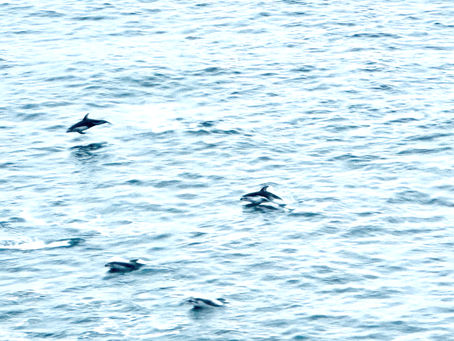 Pick one, are they porpoises or Orcas