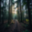 forest calm beautiful peace.jpg