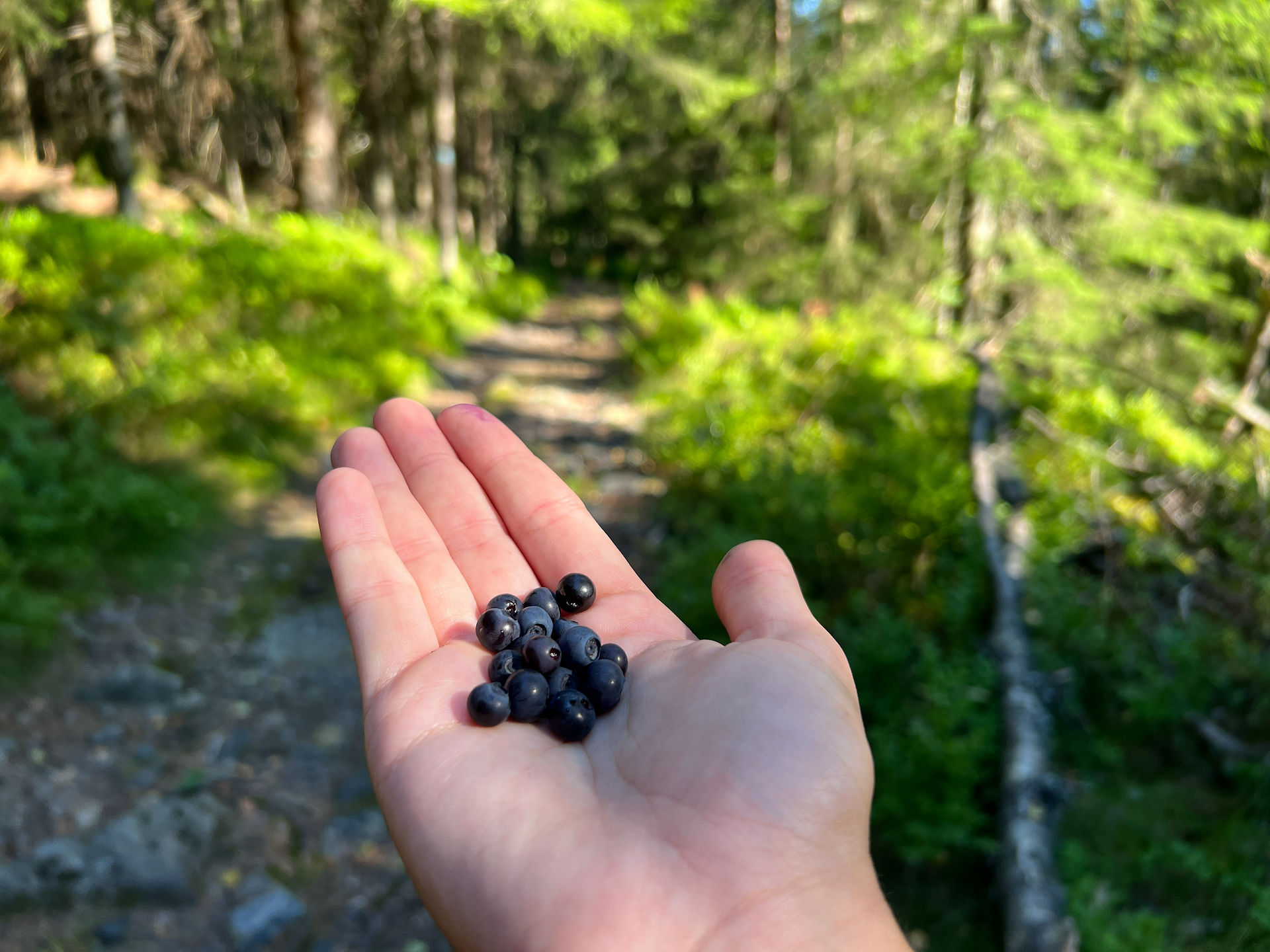 Mellomkollen Hike: Blueberries