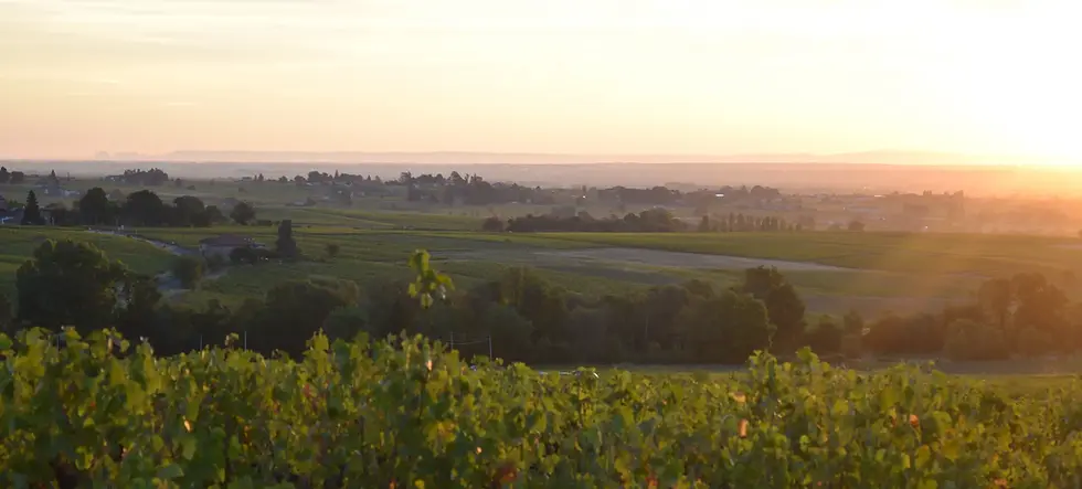 Vignes de l'AOP Brouilly à l'aube des vendanges