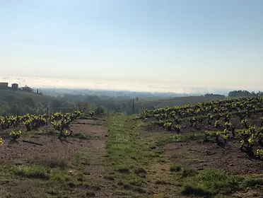 C'est un vignoble du Beaujolais entre collines et vignes