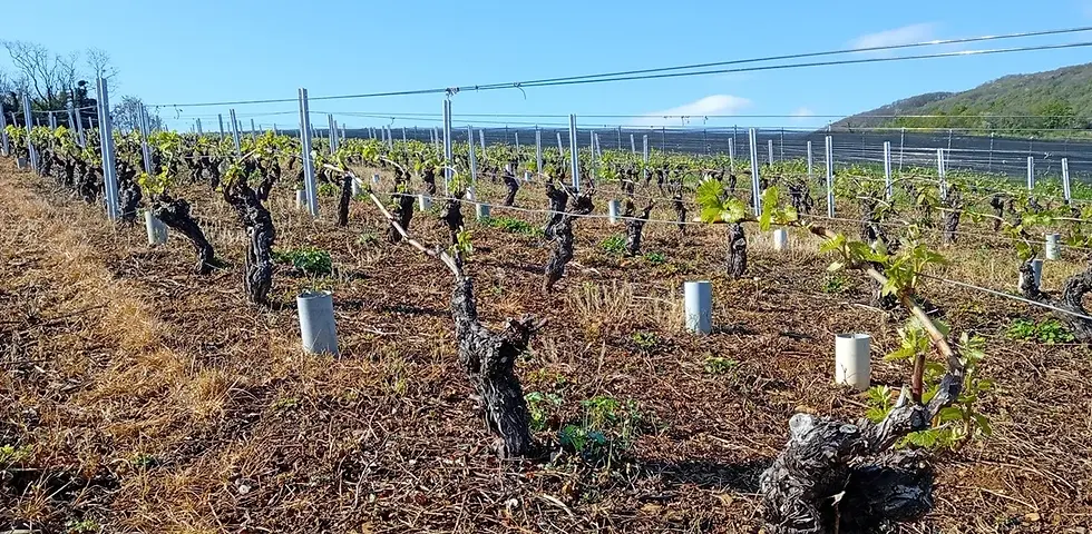 Ostern zwischen Schokolade und weinbaulichem Übergang