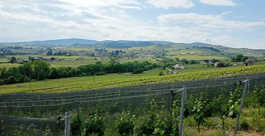 Ansicht des Dorfes Fleurie.webp