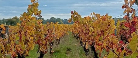 Le Beaujolais Nouveau : La Fête Éphémère du Gamay 🍷