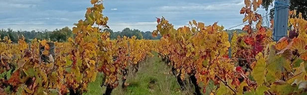 Beaujolais Nouveau: Het Kortstondige Feest van Gamay🍷