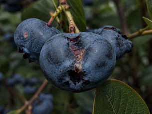 From Field to Glass | The Story of Island Grove Wine Company