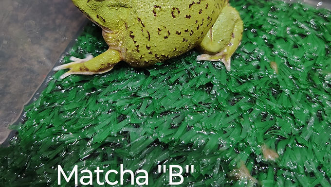 Matcha "B"