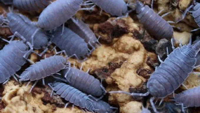 Powder Blue Isopod 20 Count