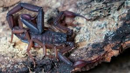 Florida Bark Scorpion (Centruroides gracilis
)