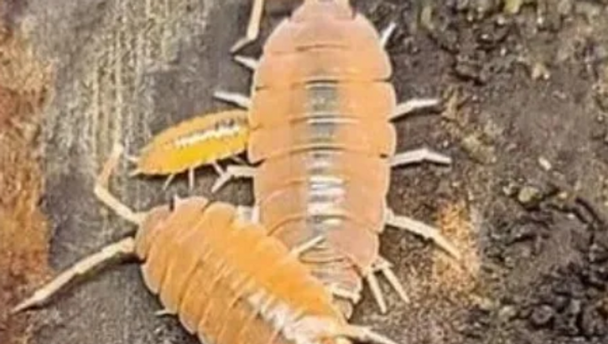 Porcellionides pruinosus "Powder Orange"