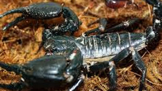 Thai Forest Scorpion (Heterometrus spinifer)
