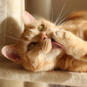 7 top tips on winter coat care for cats