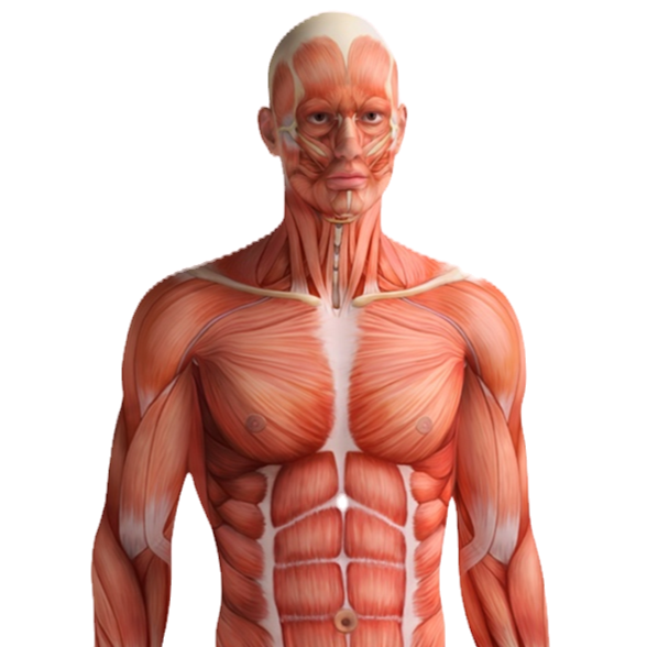 Anatomy & Physiology Home Study Course