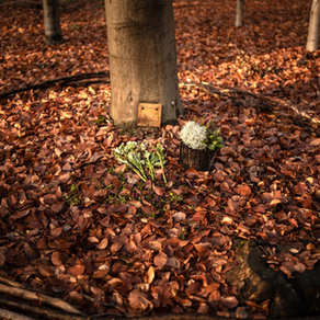 La création de forêts cinéraires publiques