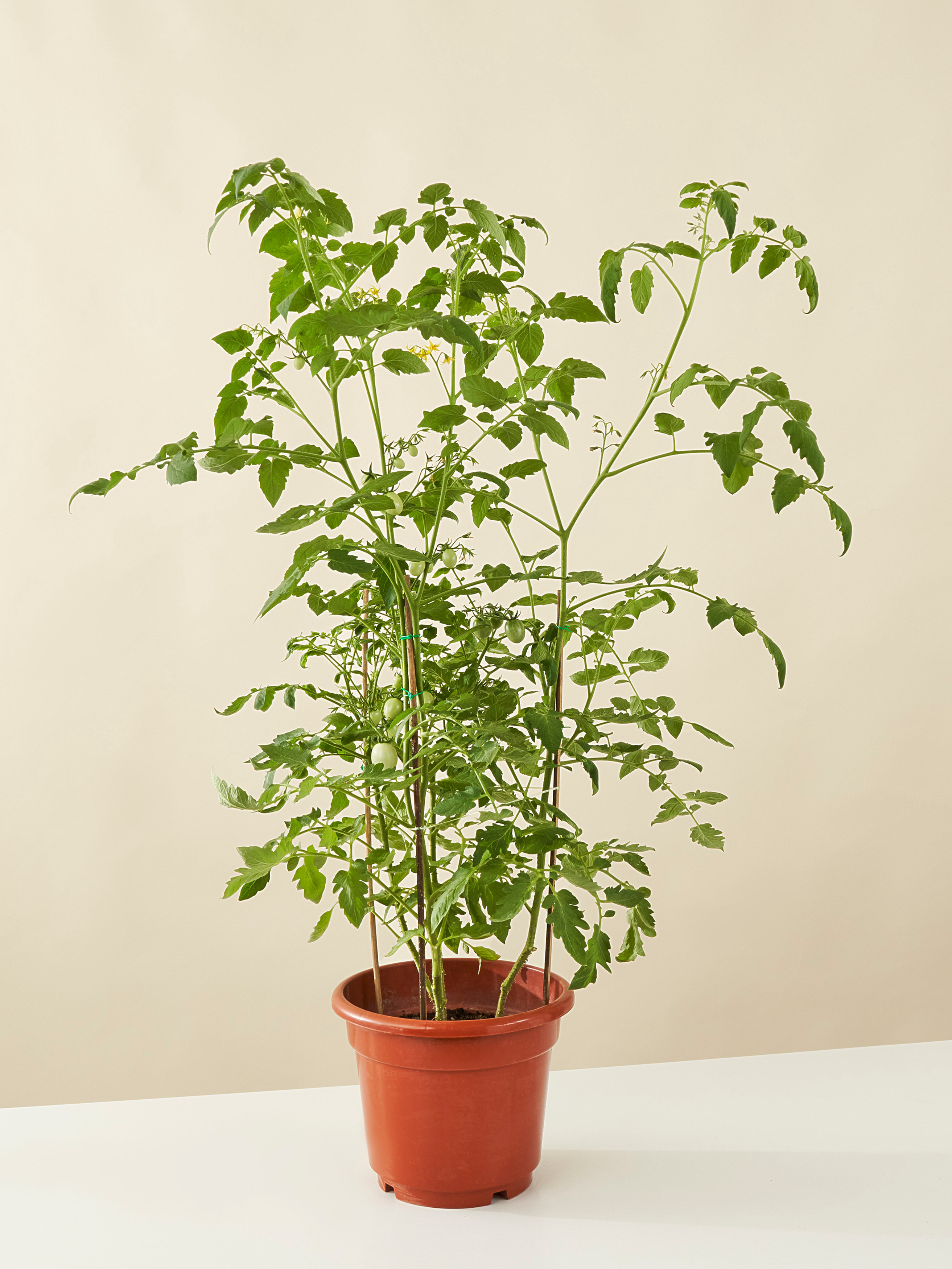 Tomato